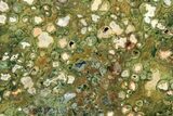 Polished Rainforest Jasper (Rhyolite) Slab - Australia #208191-1